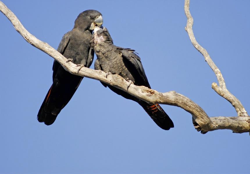 Forest Redtailed Black Cockatoo Gallery Western Australian Museum